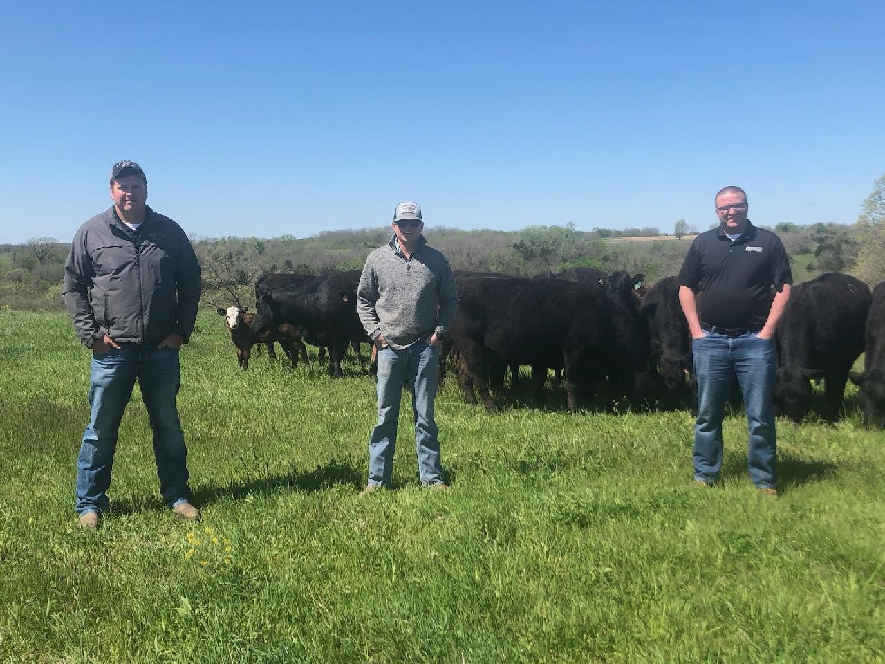 group of men standing in front of cattle